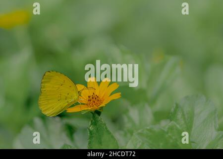 Ein gelber Schmetterling auf der Suche nach Honig und thront auf einer gelben schleichenden Butterblume verschwommen grünen Laub Hintergrund, Naturkonzept Stockfoto