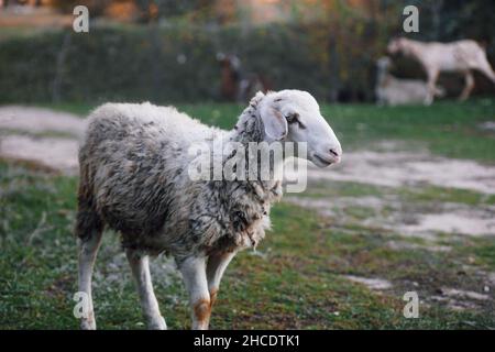 Beigefarbene Schafe, die im Herbst auf grünem Gras wandern und mit anderen Schafen auf der Wiese im Wald weiden. Bauernleben. Naturprodukte. Zurück zur Natur und Stockfoto