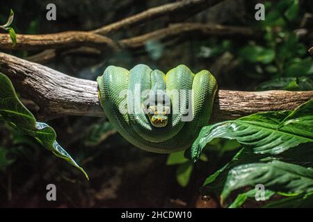Green Python saß auf einem Ast. Stockfoto