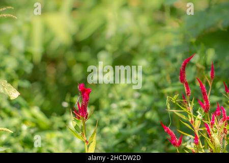 Ein brauner Schmetterling, der nach Honig sucht und auf einer roten Celosia-Blume auf einem verschwommenen grünen Laubhintergrund thront, Naturkonzept Stockfoto