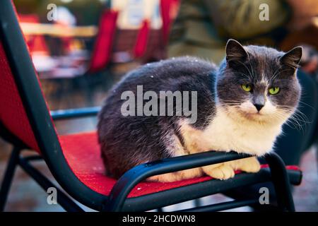 Eine schwarz-weiße Katze mit grünen Augen sitzt auf einem roten Stuhl eines Straßencafés am Ufer in Odessa Ukraine Stockfoto