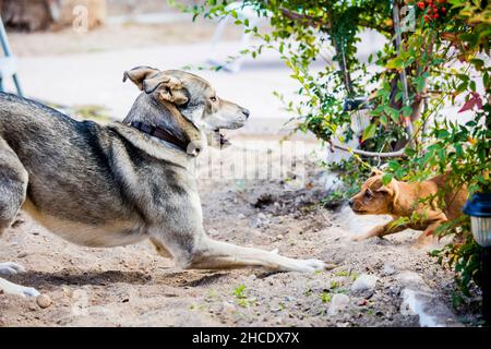 Ein reifer Hund und ein Welpe spielen im Hof Stockfoto