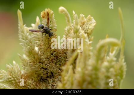 Eine schwarze Heringwespe auf der Suche nach Nahrung unter blassgelben Celosia-Blüten, Naturkonzept Stockfoto