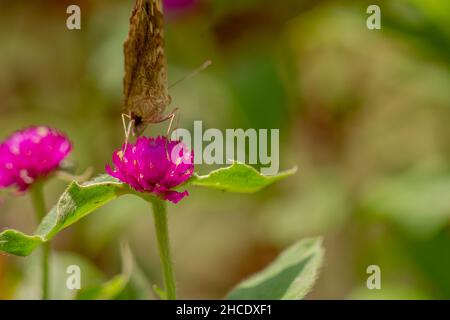 Ein brauner Schmetterling, der nach Honig sucht und auf einer rosa Zinnienblüte auf einem verschwommenen grünen Blatthintergrund thront, Naturkonzept Stockfoto
