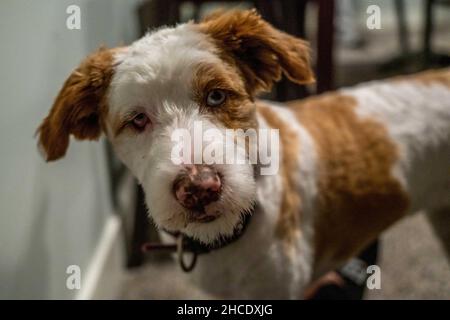 Ein Jack Russel Terrier in Lake Minnetonka, Minnesota Stockfoto