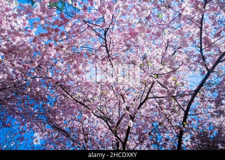 Frühling floralen Hintergrund mit rosa Kirschbaum in Blüte und Himmel Stockfoto