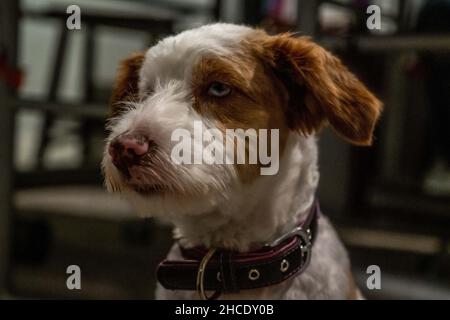 Ein Jack Russel Terrier in Lake Minnetonka, Minnesota Stockfoto