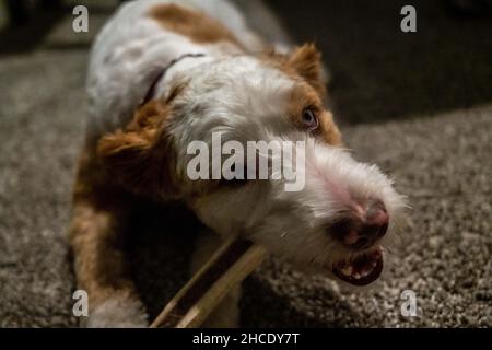 Ein Jack Russel Terrier in Lake Minnetonka, Minnesota Stockfoto