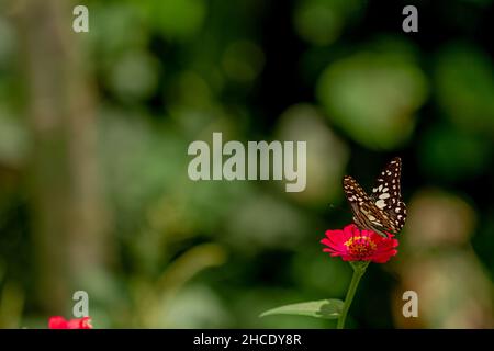 Ein Schmetterling in einer Kombination aus Schwarz, Braun und Weiß sucht auf einer roten Zinnienblume auf einem unscharfen grünen Laubhintergrund nach Honig und Sitzstangen, Stockfoto