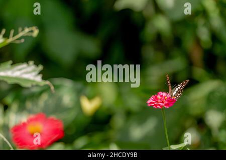 Ein Schmetterling in einer Kombination aus Schwarz, Braun und Weiß sucht auf einer roten Zinnienblume auf einem unscharfen grünen Laubhintergrund nach Honig und Sitzstangen, Stockfoto