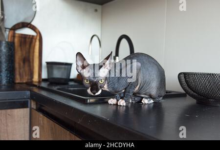 Reinrassige Weißkopfsphinx Katze grau sitzt in der Küche. Nahaufnahme. Stockfoto