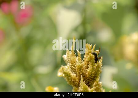 Eine schwarze Heringwespe auf der Suche nach Nahrung unter blassgelben Celosia-Blüten, Naturkonzept Stockfoto