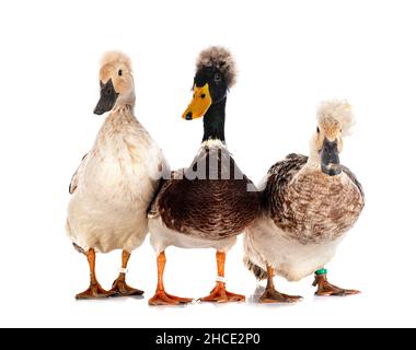 Haubenenten brüten vor weißem Hintergrund Stockfoto