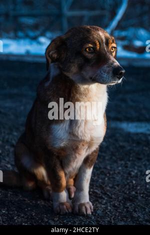 Streunender Hund, der auf der Straße sitzt. Licht erhellt sein Gesicht und sein Auge. Orangebraunes Auge. Adoptieren obdachlosen Welpen, Hund. Stockfoto