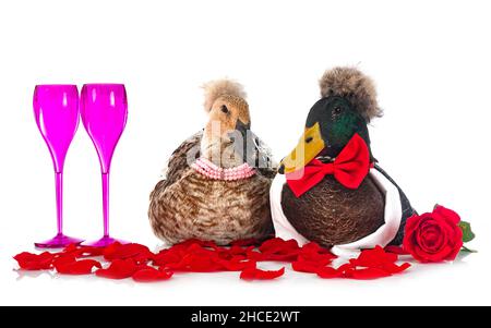 Haubenente Rasse und valentinstag vor weißem Hintergrund Stockfoto