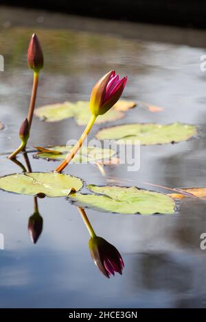 Vertikale Aufnahme einer blühenden Seerose in einem Teich Stockfoto