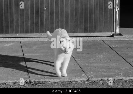 Weiße Katze, die Sonne auf einer Straße nimmt Stockfoto