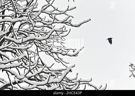 ZAPORIZHZHIA, UKRAINE - 26. DEZEMBER 2021 - Ein Vogel fliegt in Saporizhzhia, im Südosten der Ukraine, an einem schneebedeckten Baum vorbei. Stockfoto