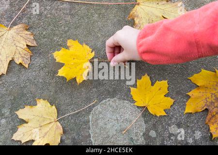 Draufsicht auf die Ernte unkenntlich Person, die am Herbsttag verwelkte gelbe Ahornblätter auf die Steinoberfläche mit herbstlichen Blättern in der Natur setzt Stockfoto