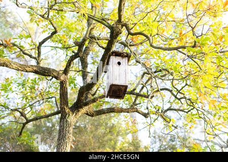 Von unten der hölzernen Nistkasten mit Loch hängt auf Ast von Baum mit grünem Laub im Wald am Sommertag Stockfoto