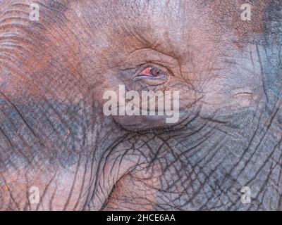 Ein Fragment von faltiger Elefantenschnauze mit einem roten Auge und leichten Wimpern. Nahaufnahme im Vollbildmodus Stockfoto