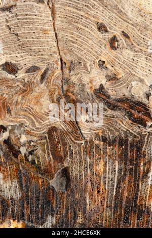 Geschliffene und polierte Innenfläche eines versteinerten Holzstücks (Schinolylon sp.) aus der Green River Formation in Eden Valley, Wyoming. Eozän (50 m Stockfoto