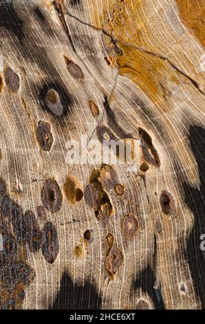 Geschliffene und polierte Innenfläche eines versteinerten Holzstücks (Schinolylon sp.) aus der Green River Formation in Eden Valley, Wyoming. Eozän (50 m Stockfoto