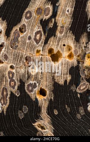 Geschliffene und polierte Innenfläche eines versteinerten Holzstücks (Schinolylon sp.) aus der Green River Formation in Eden Valley, Wyoming. Eozän (50 m Stockfoto