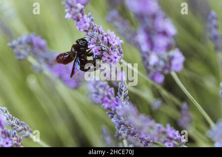 Nahaufnahme einer einzelnen schwarzen Biene, die Pollen auf blühenden Lavendelblüten sammelt, die am Sommertag in der Natur wachsen Stockfoto