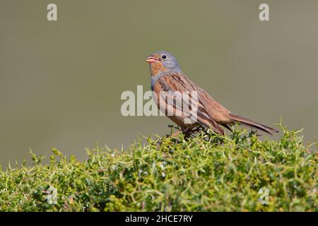 Ein erwachsener männlicher Cretzschmars Ammersammer (Emberiza caesia), der im Frühjahr von einem Felsen auf der griechischen Insel Lesvos sang Stockfoto