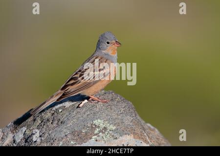 Ein erwachsener männlicher Cretzschmars Ammersammer (Emberiza caesia), der im Frühjahr von einem Felsen auf der griechischen Insel Lesvos sang Stockfoto