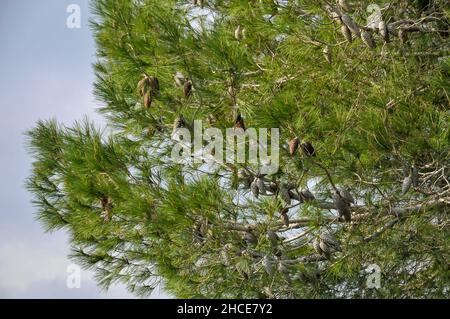 Pinus halepensis, allgemein bekannt als Aleppo Kiefer, ist ein Kiefer native in den Mittelmeerraum. Die Palette reicht von Marokko, Algerien und Spanien n Stockfoto