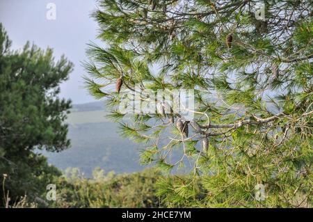 Pinus halepensis, allgemein bekannt als Aleppo Kiefer, ist ein Kiefer native in den Mittelmeerraum. Die Palette reicht von Marokko, Algerien und Spanien n Stockfoto