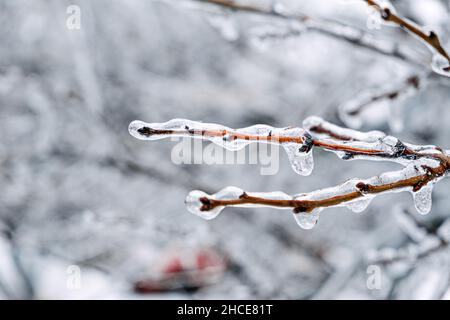 Eisiger Regen, Vereisungsgefahr. Gefrorener Baumzweig in der Winterstadt. Eisige Äste aus nächster Nähe. Vereisung, gefrorene Büsche. Vereisungsbedingungen. Selektiver Fokus Stockfoto