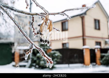 Eisiger Regen, Vereisungsgefahr. Gefrorener Baumzweig und Haus in der Winterstadt. Eisige Äste aus nächster Nähe. Vereisung, gefrorene Büsche. Vereisungsbedingungen Stockfoto