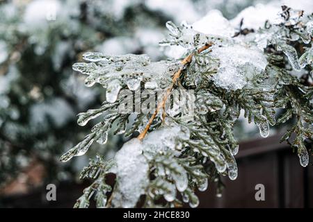 Eisiger Regen, Vereisungsgefahr. Gefrorener Baumzweig in der Winterstadt. Eisige Äste aus nächster Nähe. Vereisung, gefrorene Büsche. Vereisungsbedingungen. Selektiver Fokus Stockfoto