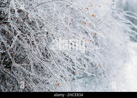 Eisiger Regen, Vereisungsgefahr. Gefrorener Baumzweig in der Winterstadt. Eisige Äste aus nächster Nähe. Vereisung, gefrorene Büsche. Vereisungsbedingungen. Selektiver Fokus Stockfoto