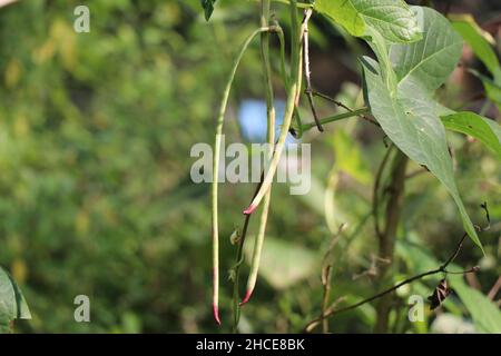 Die Yardlong-Bohnen werden auf einer Pflanze angebaut, die zur Ernte bereit ist und die im Sonnenlicht wächst Stockfoto