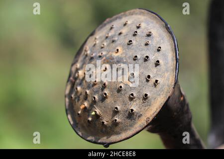 Altes Metallwasser kann Teil aus der Nähe Sprinkler, Gießkanne ist am häufigsten verwendeten Gartenwerkzeug Stockfoto