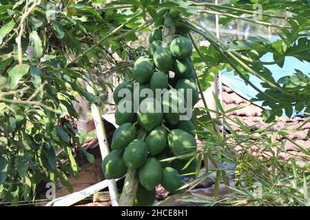 Papaya-Baum mit voll wachsenden Papayas auf dem Bio-Hausgarten, Haufen unreifer Früchte auf einer Pflanze angebaut Stockfoto