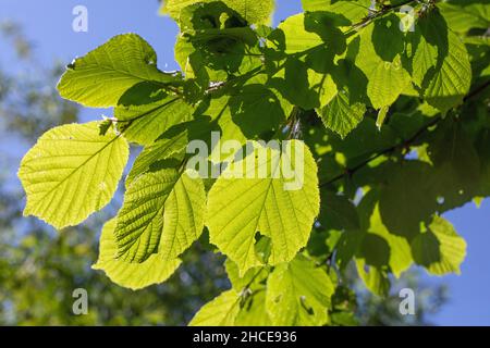 -Linde, (Tilia sp.) , Blätter, beleuchtet durch Sommersonnenlicht. Ansicht von unten zeigt Venen, Formen, überlappende Muster, transluzent. Stockfoto