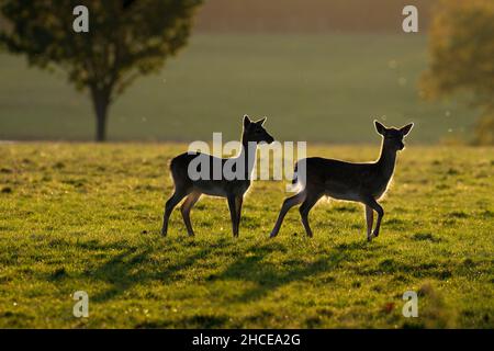 Damhirschen Cervus Dama bedeutet Herbst Holkham Wildpark Norfolk Stockfoto