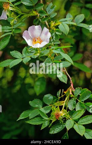 Hunderose (Rosa canina). Nahaufnahme, Laub und Laub, Blätter auf einem einzigen gebogenen Stamm. Hecke, Juni. Norfolk. Vereinigtes Königreich. Stockfoto