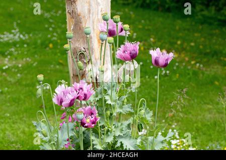 Opiummohn (Papaver somniferum). Kultivierte Garten entkommen, weit in Mitteleuropa angebaut, auffällig groß, Blumen, machen es zu einer beliebten Zierpflanze, wie Stockfoto