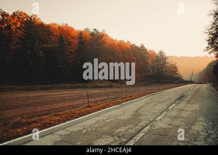 Straße, die im Herbst in den schönen Wald führt Stockfoto