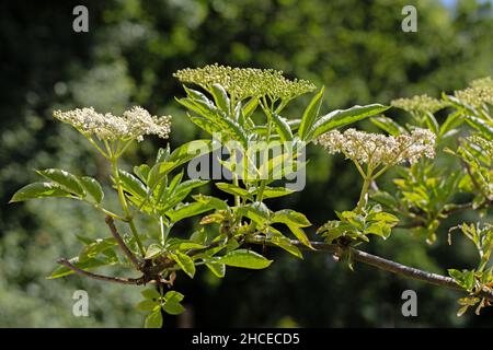 Holunderblütenköpfe (Sambucus nigra). Augenhöhe mit cremeweißen Blüten, die flache Köpfe bilden. Knospenstadien in der Mitte dargestellt. Stockfoto