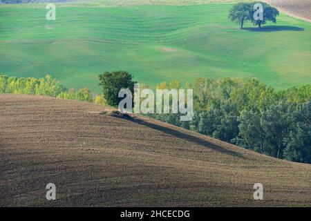 Landschaft in der Nähe von San Quirico d'Orcia, Val d'Orcia, UNESCO-Weltkulturerbe, Toskana, Italien, Europa Stockfoto