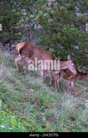 Nationalpark der Abruzzen, Weibliche Hirsche im bewohnten Zentrum von Villalago, Abruzzen, Italien, Europa Stockfoto