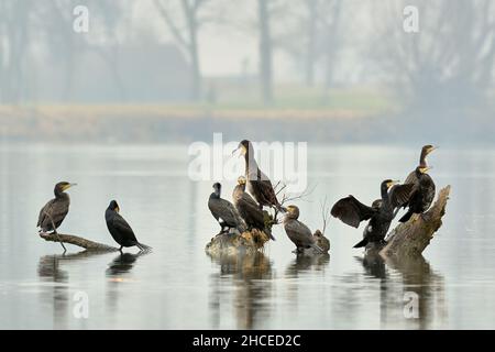 Kormorane Phalacrocorax carbo im Fluss. Regungslos auf Steinen und Holz sitzen. Herde, früher nebeliger Wintermorgen. Trencin, Slowakei Stockfoto