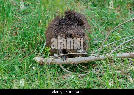 Eurasischer Biber mit einem Ast im Gras. Rinde essen. Vorderansicht, Nahaufnahme. Gattung Arten Castor Faser. Stockfoto